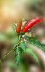 chili vetgetable red in farm ิThailand