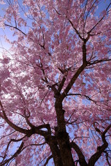 満開の桜と日差し3