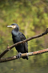 Kormoran