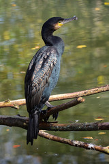 Kormoran