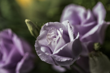 Purple smooth roses flowers close up in a bouquet