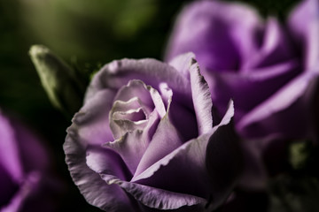 Fototapeta na wymiar Purple smooth roses flowers close up in a bouquet