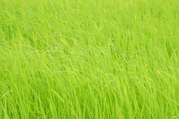 close up green rice paddy farm blow away by wind