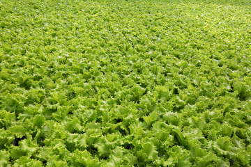 Fototapeta na wymiar Lettuce growing in a greenhouse.