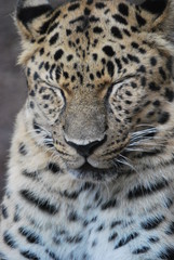 Close up of a Leopard Cat