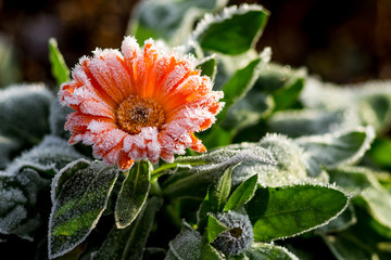 A bright flower is calendula, covered with frost. The first frosts in the garden_