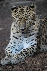 Naklejka premium Close up of a Leopard Cat