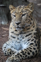 Fototapeta na wymiar Close up of a Leopard Cat