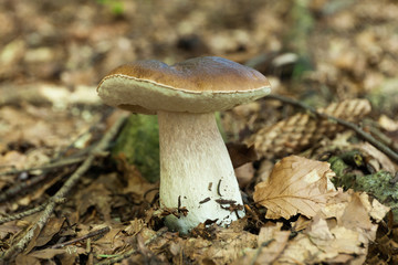 Porcini august autumn brown forest food. Wild penny bun, cep, porcino.