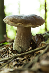 Fototapeta premium Fresh porcini mushroom, agriculture background. Beautiful brown boletus, cap. Wild penny bun, cep, porcino.