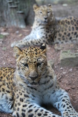 Close up of a Leopard Cat