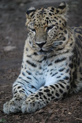 Naklejka na ściany i meble Close up of a Leopard Cat