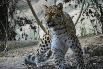 Fototapeta na wymiar Leopard Stance Portrait