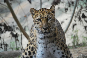 Leopard Stance Portrait