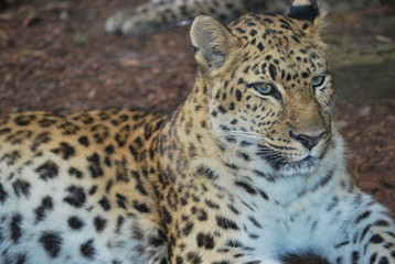 Fototapeta na wymiar Close up of a Leopard Cat