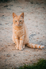 ginger cat 
