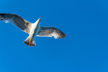 Seagull flying against the blue sky.