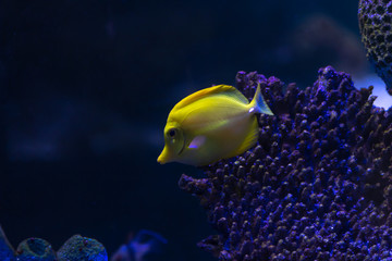 Fototapeta na wymiar Yellow Tang (Zebrasoma flavescens) in aquarium tank. It is a saltwater fish species of the family Acanthuridae. It is one of the most popular aquarium fish.