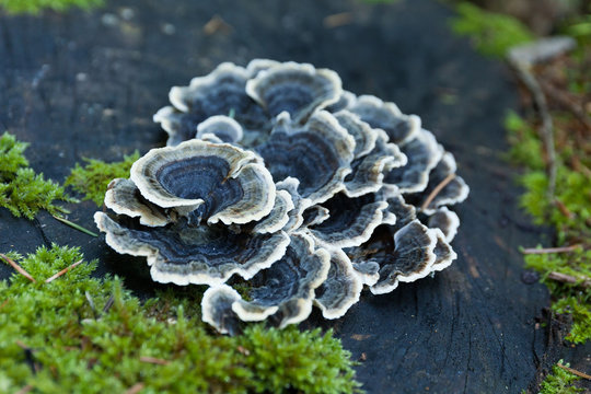 Beautiful Autumn Nature Non Edible Blue Mushroom On Tree.