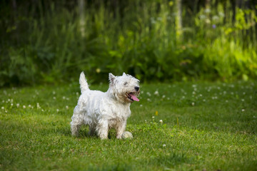 Naklejka na ściany i meble West Highland white terrier standing on a green lawn in Finland.