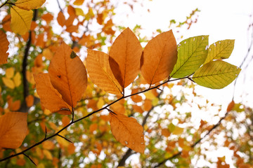 Beautiful tree branch with autumn leaves. Fall background.