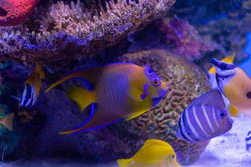 Tropical fish in aquarium under UV light. Angelfish's vibrant colors stand out under special lights. Tropical fish in aquarium under UV light. 