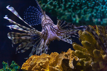 Lionfish invasion in the Caribbean. This species has no natural predators and is aggressively destroying native sealife. The only way to decrease the invasion is consumption.