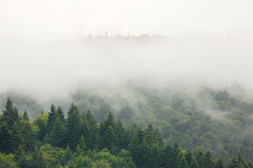 Fog over mountains covered with woods, natural outdoor background