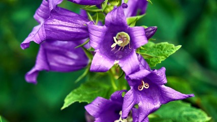 Nice violet flower in the forest, Summer
