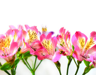  beautiful flowers on a white background