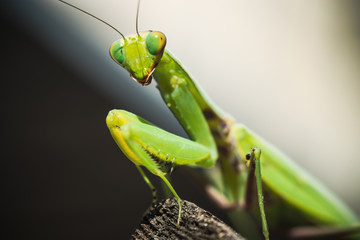 Praying Mantis or Mantis Religiosa (Mantidae)