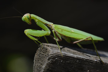 Praying Mantis or Mantis Religiosa (Mantidae) on black background