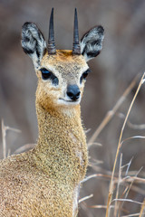 Klipspringer Portrait