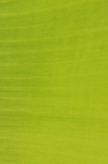 Green banana leaf blurry backgrounds textures