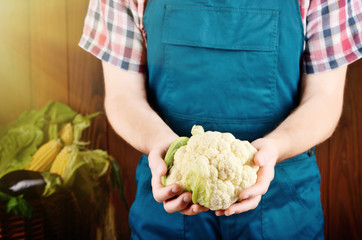 Farmer hold fresh organic cauliflower in his hands. Vegetable harvest concept