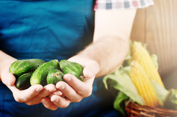 Farmer hold fresh organic cucumbers in his hands. Vegetable harvest concept
