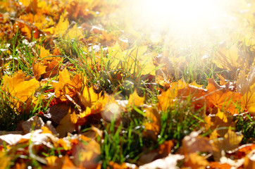 Dry maple fallen leaves on green grass against sun light