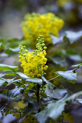 Mahonia aquifolium shrub with yellow flower, flowering spiny bush