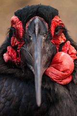 Southern Ground Hornbill © Hein