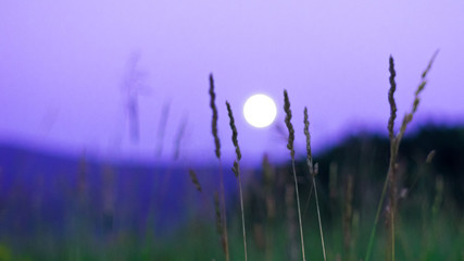 Blurred full moon rising over Altai Mountains, Kazakhstan, seen through tall green grass on summer night