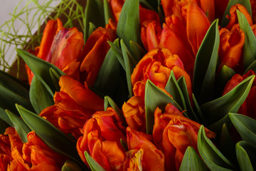 Fototapeta premium Orange tulips bouquet