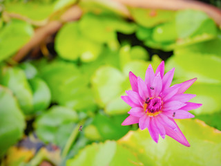Beautiful lotus with Green leaf in the water pond