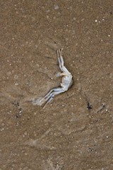 Shells on sand
