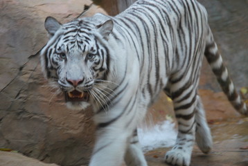 Fototapeta na wymiar Blurred White Tiger