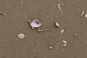 Shells on sand