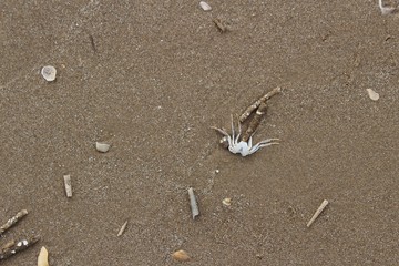 Shells on sand