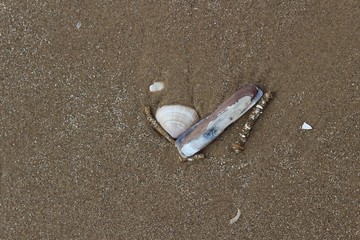 Shells on sand