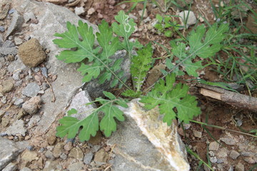 Osmorhiza claytonii plant close up view