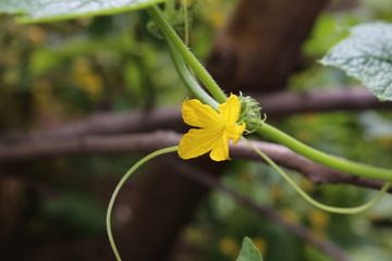 Evening primrose Flower closeup view blur background