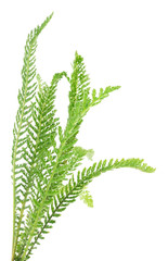 Yarrow leaf  isolated.